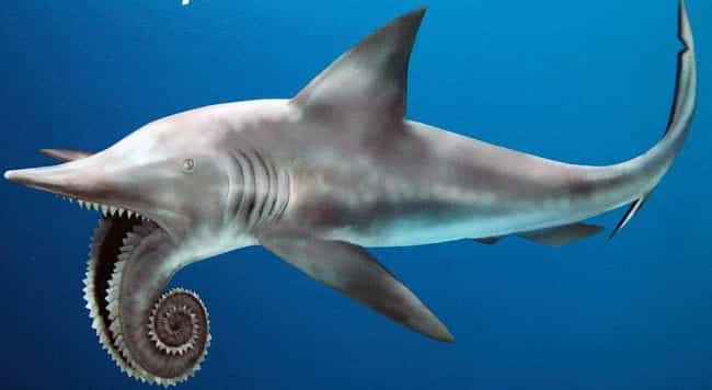 Helicoprion, The Spiral-Mouthed Killer