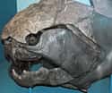 Dunkleosteus, An Armored Death Machine on Random Most Horrifying Sea Monsters To Ever Terrorize Ocean