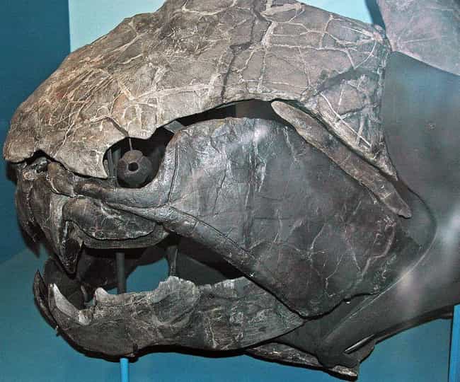 Dunkleosteus, An Armored Death Machine