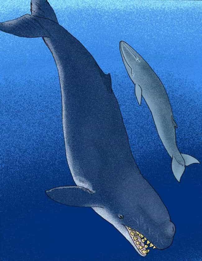 Livyatan Melvillei, The Whale That Ate Whales
