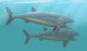 Leedsichthys, The Largest Fish Ever on Random Most Horrifying Sea Monsters To Ever Terrorize Ocean