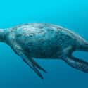 Plesiosaurs, Almost Too Strange To Believe on Random Most Horrifying Sea Monsters To Ever Terrorize Ocean