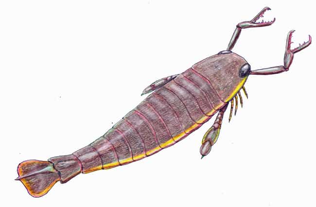 Jaekelopterus, A Sea Scorpion Bigger Than You