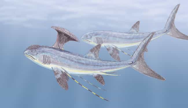 Stethacanthus, An Ancient And Extraordinary Shark