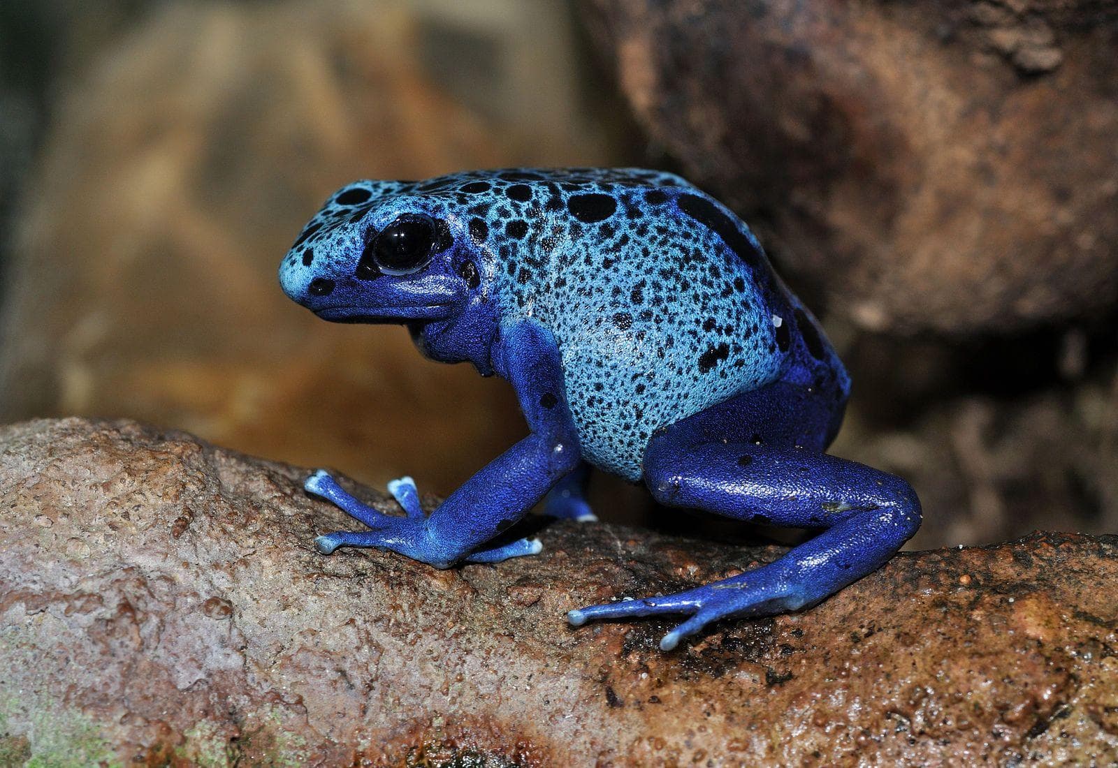 13 Animals That Will Trigger Your Trypophobia (Photos)