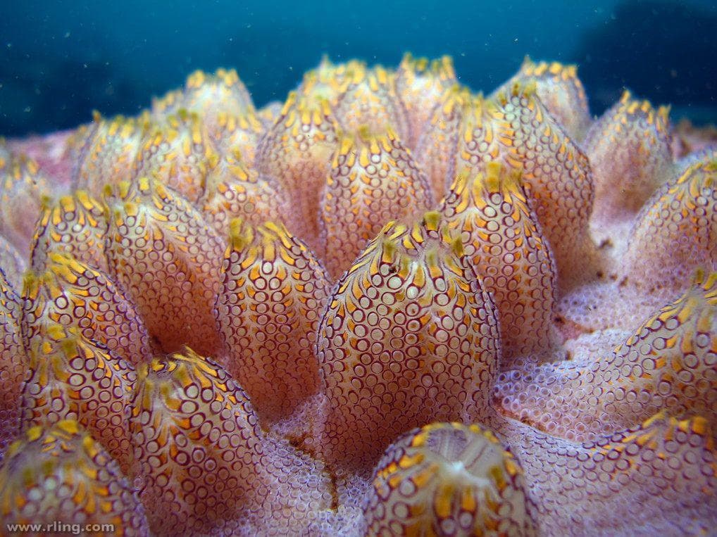 Random Stunningly Beautiful Pics Of Sea Squirts That'll Leave You In Awe