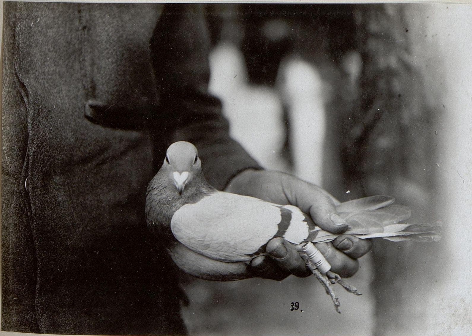 How Do Carrier Pigeons Work?