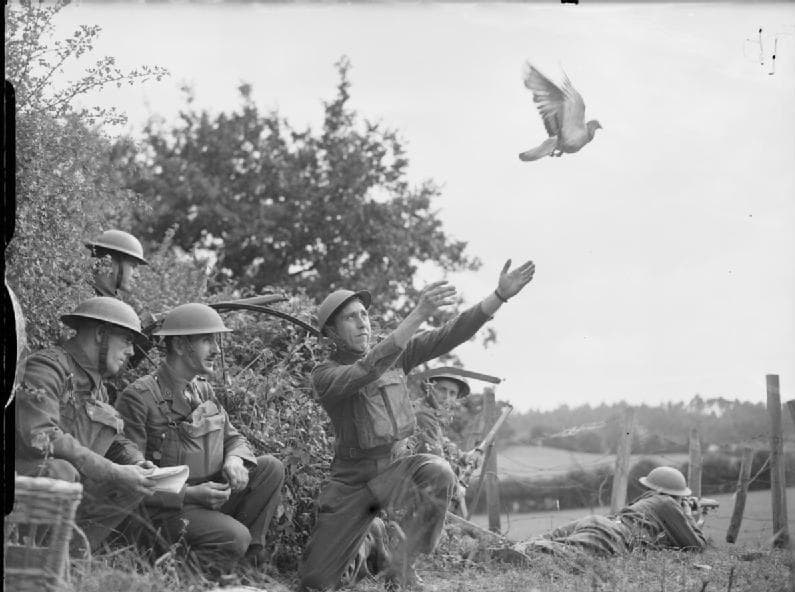 Gimana Cara Kerja Merpati Pengirim Surat Zaman Dulu?