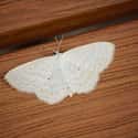 Gypsy Moths on Random Truly Strange Infestations That Could Be Taking Over Your House Right Now