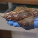 Giant Snails on Random Truly Strange Infestations That Could Be Taking Over Your House Right Now