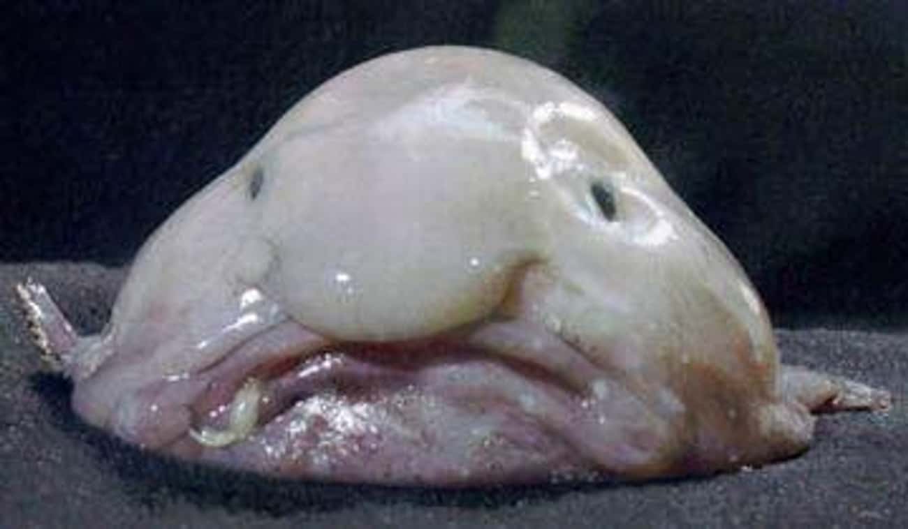 Could This Blobfish Look Any More Like A Wet, Shriveled Old Man?