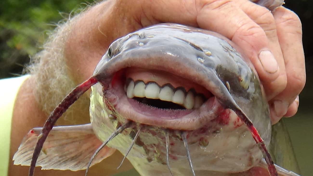 This Catfish Definitely Had Braces In Middle School