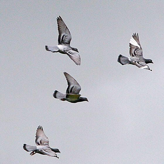 How Do Carrier Pigeons Work?