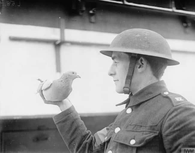 Gimana Cara Kerja Merpati Pengirim Surat Zaman Dulu KASKUS Gimana Cara Kerja Merpati Pengirim Surat Zaman Dulu KASKUS