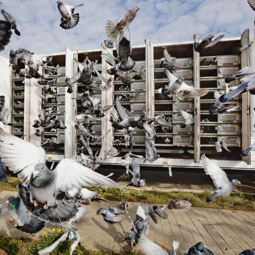 How Do Carrier Pigeons Work?