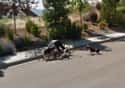 Bad Dog! on Random Embarrassing Moments Caught On Google Street View