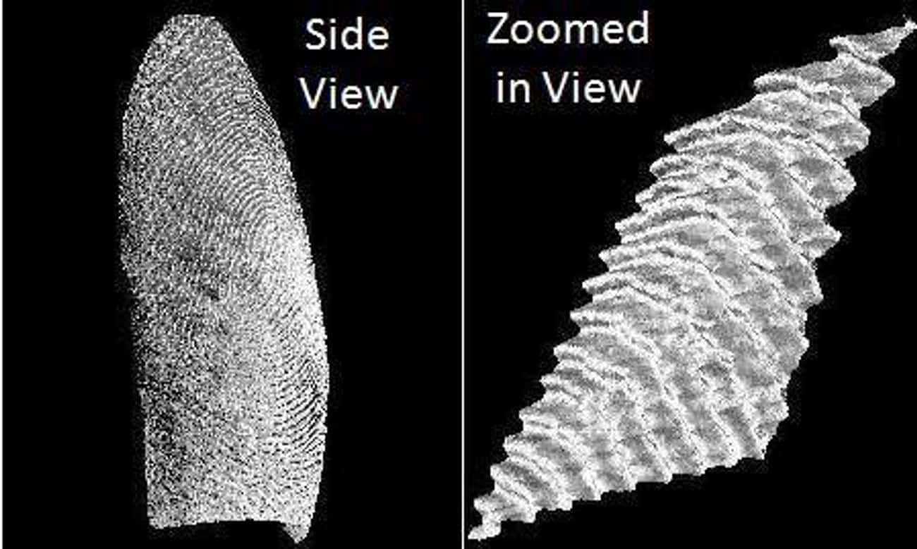 A Fingerprint Can Reveal Your Gender