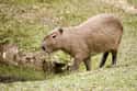 Capybaras Get To The Size Of A Small St. Bernard on Random Magical Facts About the Life of the Capybara