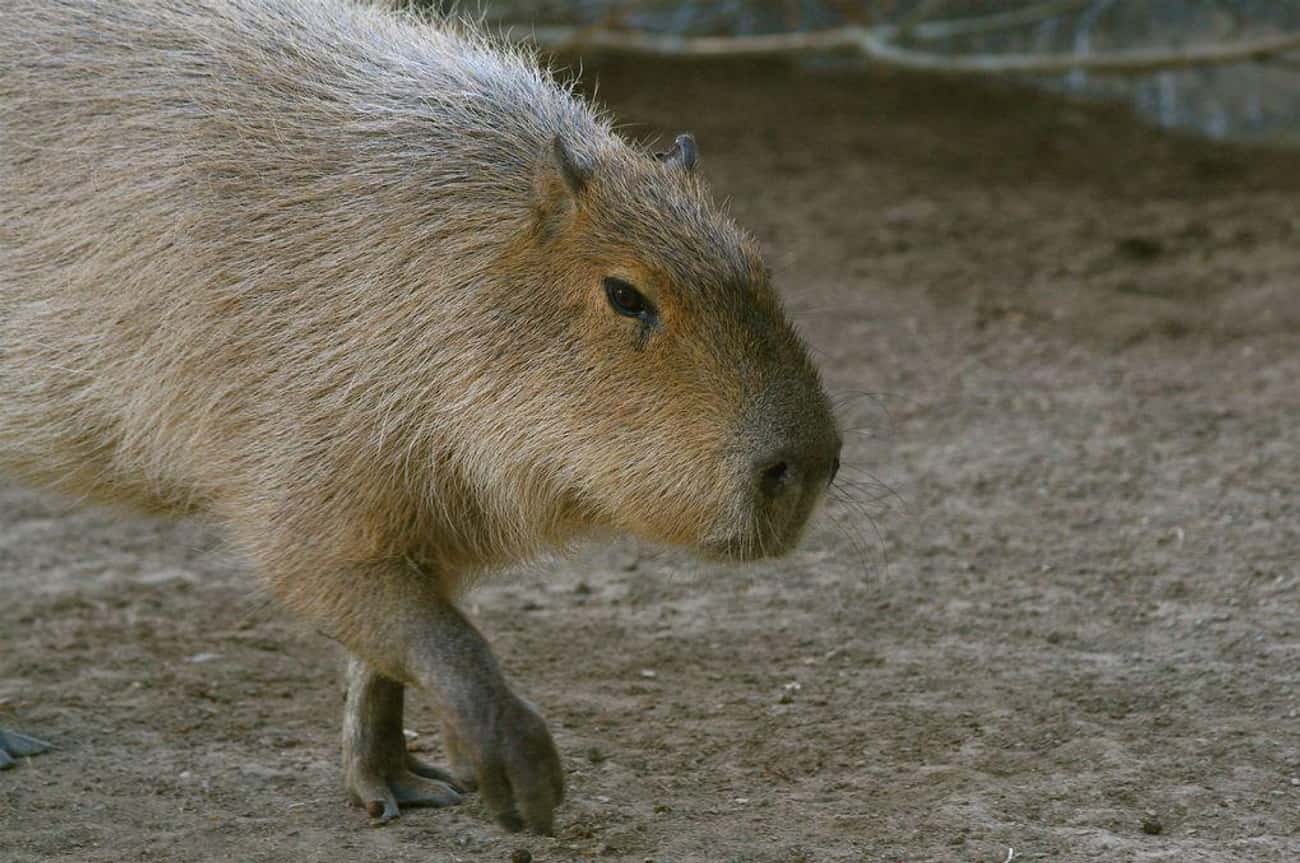 Capybaras Are Most Commonly Active At Dawn And Dusk
