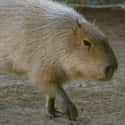 Capybaras Are Most Commonly Active At Dawn And Dusk on Random Magical Facts About the Life of the Capybara