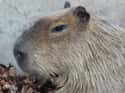 Capybara Are Designed To Thrive In The Water on Random Magical Facts About the Life of the Capybara