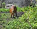 Capybara Communities Swell And Shrink Throughout The Year on Random Magical Facts About the Life of the Capybara