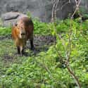 Capybara Communities Swell And Shrink Throughout The Year on Random Magical Facts About the Life of the Capybara