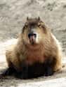 Most Commonly, Capybara Groups Are Female-Heavy But Run By An Alpha Male on Random Magical Facts About the Life of the Capybara