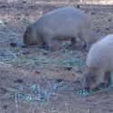 Several Capybara Groups Can Occupy The Same Home Range on Random Magical Facts About the Life of the Capybara