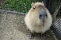 Capybaras Wear Their Sexual Authority Right On Their Nose on Random Magical Facts About the Life of the Capybara