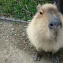 Capybaras Wear Their Sexual Authority Right On Their Nose on Random Magical Facts About the Life of the Capybara