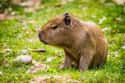 Pregnant Capybaras Have A Typical 120-Day Gestation Period on Random Magical Facts About the Life of the Capybara