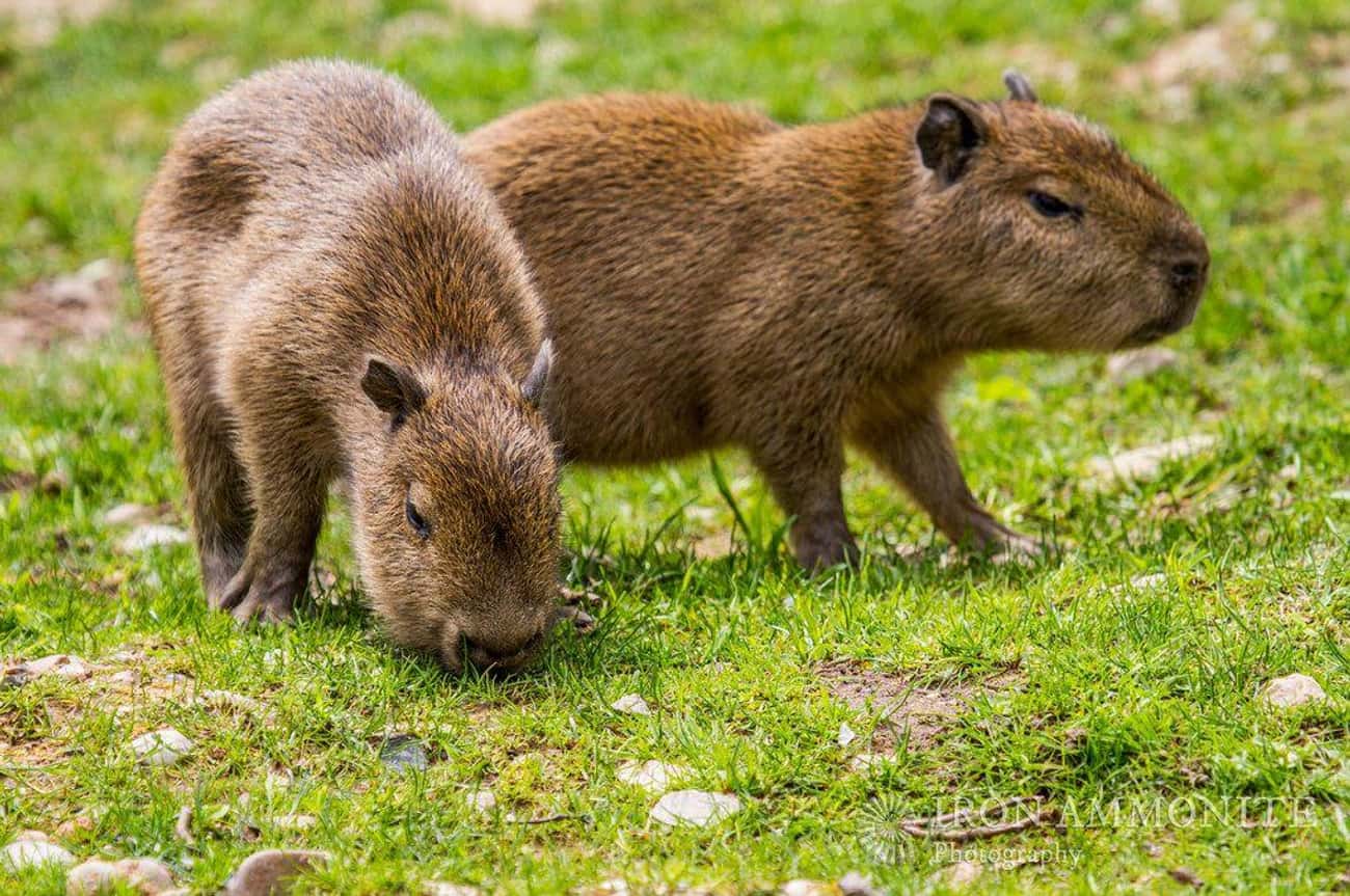 Baby Capybaras Can't Swim