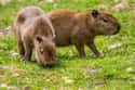 Baby Capybaras Can't Swim on Random Magical Facts About the Life of the Capybara