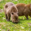 Baby Capybaras Can't Swim on Random Magical Facts About the Life of the Capybara