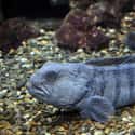 Atlantic Wolffish on Random Gnarly Creatures That Have Adapted To Life On Ocean Floor