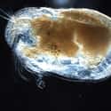 Giant Ostracod on Random Gnarly Creatures That Have Adapted To Life On Ocean Floor