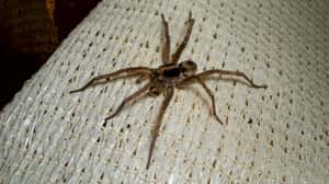They Shouldn’t Even Be Called ... is listed (or ranked) 1 on the list 11 Things Most People Don't Know About Tarantulas