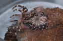 The Molting Process Is So Extreme They Can Replace Internal Organs on Random Things Most People Don't Know About Tarantulas