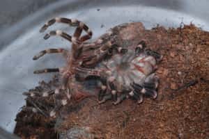 The Molting Process Is So Extr... is listed (or ranked) 2 on the list 11 Things Most People Don't Know About Tarantulas