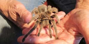 Tarantulas Are Almost Never Ag... is listed (or ranked) 3 on the list 11 Things Most People Don't Know About Tarantulas