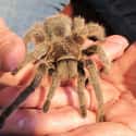 Tarantulas Are Almost Never Aggressive on Random Things Most People Don't Know About Tarantulas