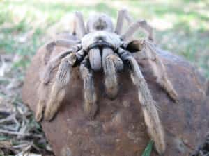 They Can Live For Up To 30 Yea... is listed (or ranked) 4 on the list 11 Things Most People Don't Know About Tarantulas