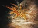 Webs Are Spun For Reproduction Rather Than Catching Food on Random Things Most People Don't Know About Tarantulas