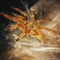 Webs Are Spun For Reproduction Rather Than Catching Food on Random Things Most People Don't Know About Tarantulas