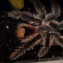 They Fire Off Tiny Barbed Hairs In Defense on Random Things Most People Don't Know About Tarantulas