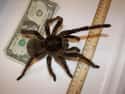The Goliath Bird Eater Is The Biggest Tarantula on Random Things Most People Don't Know About Tarantulas