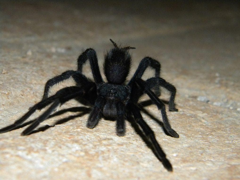 There’s A Tarantula Named After Johnny Cash
