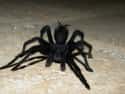 There’s A Tarantula Named After Johnny Cash on Random Things Most People Don't Know About Tarantulas