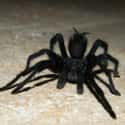 There’s A Tarantula Named After Johnny Cash on Random Things Most People Don't Know About Tarantulas